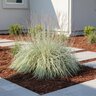 Schizachyrium Scoparium Shining Star Little Bluestem Grass