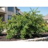 Pyracantha Fortuneana Graberi Chinese Firethorn