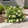 Lantana Camara Lucky Lemon Glow Lantana
