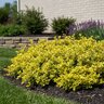 Euonymus Fortunei Sunrise Wintercreeper