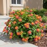 Lantana Camara Heartland Neon Lantana