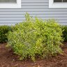 Abelia X Grandiflora Miss Lemon Glossy Abelia