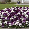 Viola x wittrockiana Panola XP Blackberry Sundae Mixture Pansy