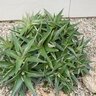 Dyckia Platyphylla Wide Leaf Dyckia