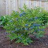 Vaccinium Corymbosum X Angustifolium Top Hat Blueberry