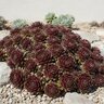 Sempervivum Commander Hay Houseleek