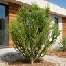 Euphorbia Tirucalli Indian Tree Spurge