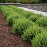 Erica Carnea Springwood Pink Winter Heath