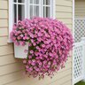 Sutera Cordata MegaCopa Pink Bacopa
