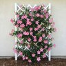 Mandevilla X Bella Pink Mandevilla