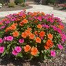 Catharanthus roseus Orange Vinca