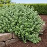 Helichrysum Petiolare Compacta Licorice-Plant