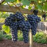 Vitis Vinifera Autumn Royal Seedless Grape