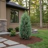 Chamaecyparis Lawsoniana Moonlit Port Orford Cypress