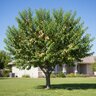 Prunus Persica Tropic Snow White Peach