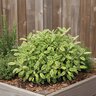 Salvia officinalis Icterina Sage