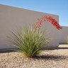 Hesperaloe Parviflora Sandia Glow Red Yucca
