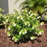 Pseudomussaenda Flava Dwarf Yellow Mussaenda