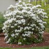 Rhododendron X Formosa White Azalea
