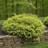 Microbiota Decussata Fuzzball Siberian Carpet Cypress