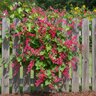 Antigonon Leptopus Coral Vine
