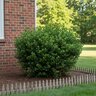 Ilex Crenata Winterscape Chilly Willy Japanese Holly