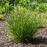 Carex Nigra Black Sedge