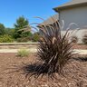 Pennisetum Purpureum Princess Fountain Grass