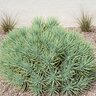 Senecio vitalis Narrow-Leaf Chalksticks
