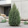 Juniperus Communis Miniature Common Juniper