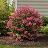 Kalmia Latifolia Pink Charm Mountain Laurel