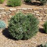 Adenanthos X Cunningham Albany Wollybush
