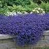 Lobelia Erinus Riviera Marine Blue Lobelia