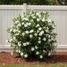Gardenia Jasminoides Sweet Tea Gardenia