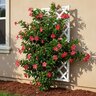 Mandevilla x Sun Parasol Stars & Stripes Dipladenia