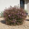 Chamelaucium Uncinatum Purple Pride Geraldton Wax Flower