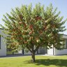 Prunus Persica Bounty Peach