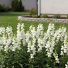 Antirrhinum majus Snaptini White Snapdragon