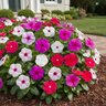 Catharanthus Roseus Blockbuster Mixture Vinca