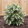 Pieris Japonica Temple Bells Japanese Andromeda