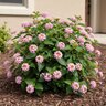 Lantana camara Heartland Blue Moon Lantana
