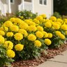 Tagetes Patula Hot Pak Yellow French Marigold