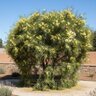 Acacia iteaphylla Willow Wattle