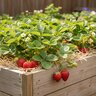 Fragaria X Ananassa Quinault Everbearing Strawberry