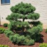 Pinus Sylvestris French Blue Scots Pine