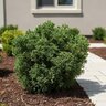 Juniperus Chinensis Shimpaku Chinese Juniper
