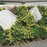 Sedum Kamtschaticum ssp. Ellacombeanum Japanese Stonecrop