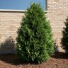 Thuja Plicata Everyst Western Cedar