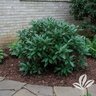 Aucuba Japonica Nana Dwarf Laurel