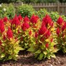 Celosia Plumosa Fresh Look Yellow Cockscomb